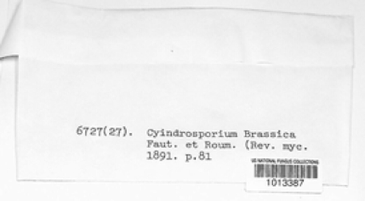 Pseudocercosporella capsellae image